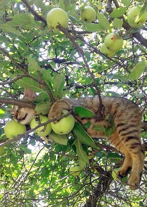 забавно Яблочный кот (499x700, 501Kb)