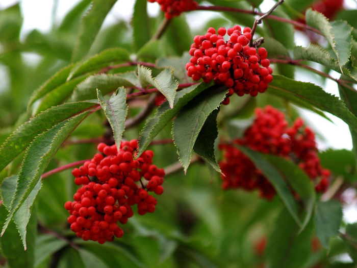 sambucus_callicarpa_02 (700x525, 386Kb)