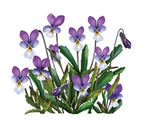 цветы фиалки (204x187, 14Kb)