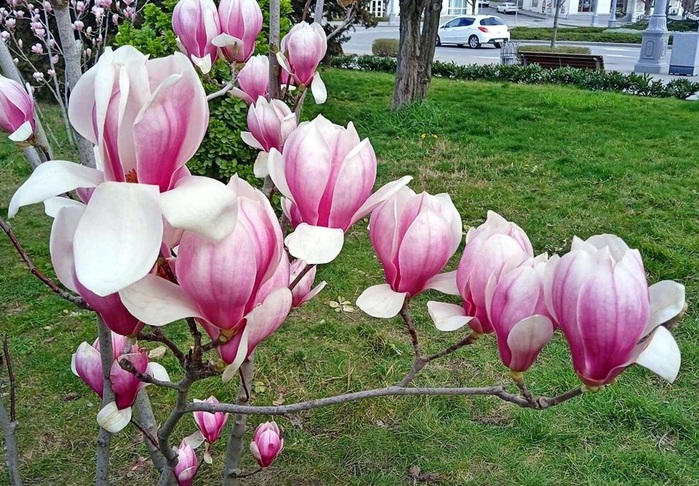 Эля Юрасова, Весна в Севастополе (700x486, 457Kb)