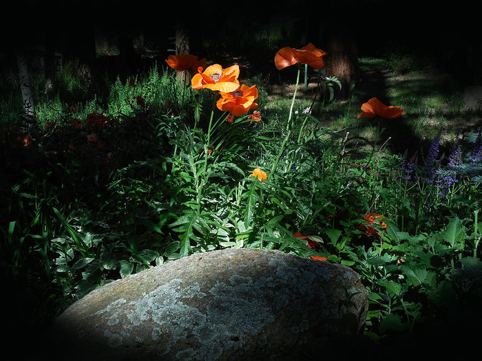 rocky-mt-poppies-1-jill-westbrook (700x525, 456Kb)