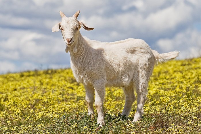 Domestic_goat_kid_in_capeweed_edit (700x466, 103Kb)