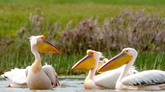 Краснокнижных розовых пеликанов сфотографировала ставропольчанка на озере Маныч-Гудило
