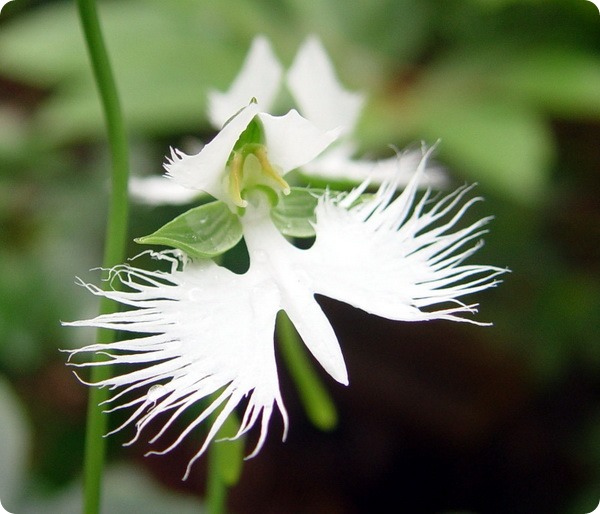    (. Habenaria radiata)