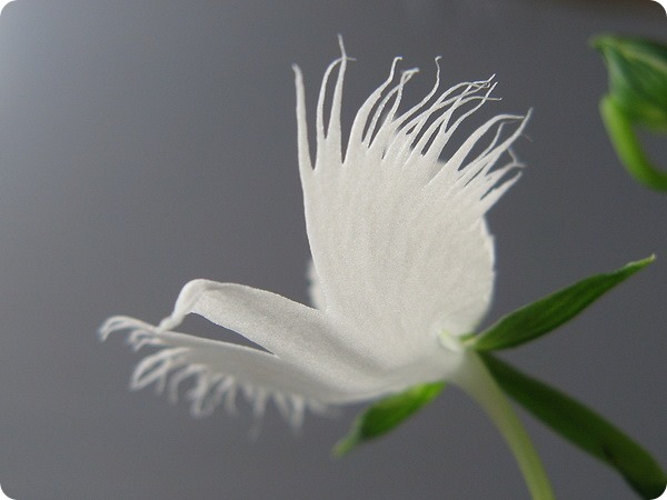    (. Habenaria radiata)