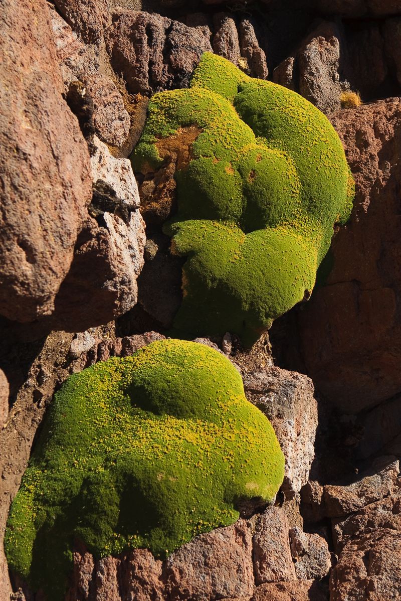  (Yareta), ( . Azorella compacta) 