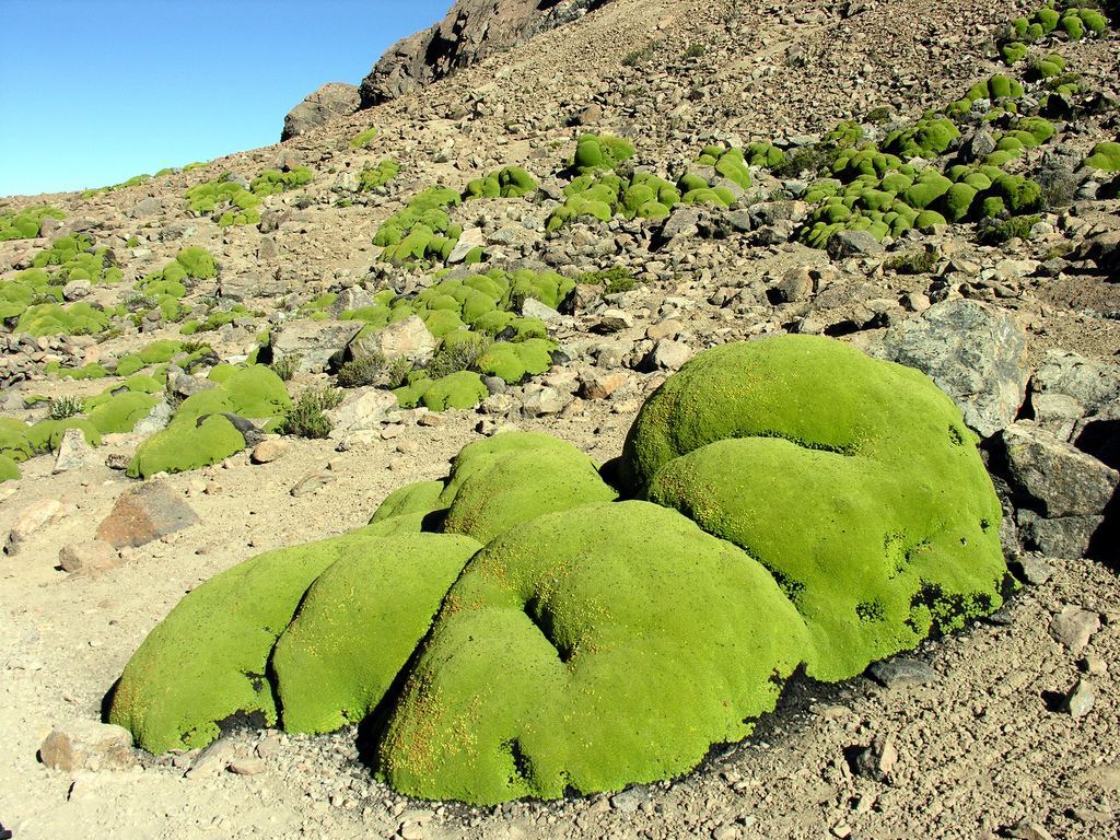  (Yareta), ( . Azorella compacta) 