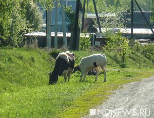 In Siberia una mucca fa la passeggera di un'automobile (FOTO, VIDEO)