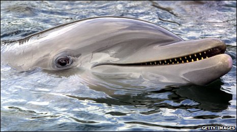 dolphin