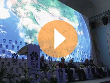 Видеоролик, транслировавшийся на Международном форуме по проблемам, связанным с сохранением тигра на Земле
