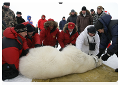 Владимир Путин помог ученым взвесить пойманного медведя и взять у него все необходимые для исследования анализы
