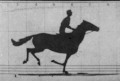 Image 30GIF animation from retouched pictures of The Horse in Motion by Eadweard Muybridge (1879). (from History of film technology)