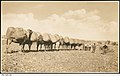 Image 9A camel train in the desert, with each of the camels loaded with two bales of wool from Arrabura Station, 1931. (from Transport in South Australia)