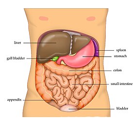 Печень человека расположена в верхней правой части брюшной полости