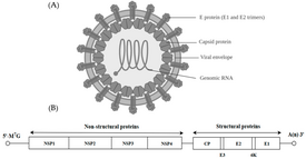 Структура и геном альфавируса