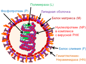 Схема вирусной частицы