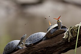 Две геликониды Юлии (Dryas iulia) пьют слёзы черепах в Эквадоре («Изображение года — 2014»)