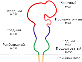 Диаграмма, изображающая главные подотделы головного мозга эмбрионов хордовых животных. Передний мозг в пятипузырьковой стадии разделяется на конечный мозг и промежуточный мозг.