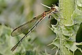 Image 5 Metallic Ringtail Photo credit: Fir0002 A female Metallic Ringtail (Austrolestes cingulatus), an Australian damselfly, eating its prey. Each abdominal segment is marked by a pale "ring"; this combined with its glossy metallic coloration give the insect its common name. More selected pictures