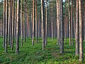 Forests cover over half the landmass of Estonia.