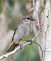 Image 11 Dusky Robin Photo: JJ Harrison The Dusky Robin (Melanodryas vittata) is a small passerine bird native to Tasmania. A member of the Australian Robin family, it is not related to European or American Robins. It is a brown-plumaged bird of open woodland, measuring 16–17 cm (6.3–6.7 in) in length. More selected pictures