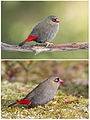 Image 15 Beautiful Firetail Photo: JJ Harrison A Beautiful Firetail (Stagonopleura bella) male (top) and female. In this common Australian species of estrildid finch, nest-building and raising children is done collaboratively. More selected pictures