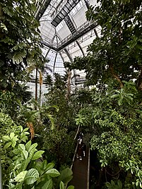 Inside primary greenhouse, showing tropical walkway