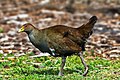 Image 20 Tasmanian Native-hen Photo credit: Noodle snacks The Tasmanian Native-hen (Gallinula mortierii) is a flightless rail between 43 to 51 cm (17 to 20 in) in length, one of twelve species of birds endemic to the Australian island of Tasmania. Although flightless, it is capable of running quickly and has been recorded running at speeds up to 30 miles per hour (48 km/h). More selected pictures