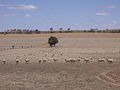 Image 20Dry paddocks in the Riverina region during the 2007 drought (from History of New South Wales)