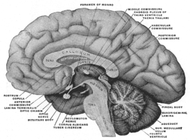 Головной мозг человека. Разрез по медианной сагиттальной плоскости. Мезиальный вид.