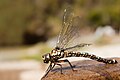 Image 21 Aeshnidae Photo: JJ Harrison The Tasmanian Darner (Austroaeschna tasmanica) is an Australian species of dragonfly in the Aeshnidae family, which includes some of the largest of the dragonflies on the planet. Also referred to as "hawkers", the name "darner" derives from the fact that the female abdomens look like a sewing needle, as they cut into plant stem when they lay their eggs through the ovipositor. More selected pictures