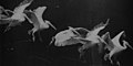 Image 27Flying pelican captured by Marey around 1882. He created a method of recording several phases of movement superimposed into one photograph (from History of film technology)