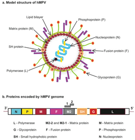 Структура и геном метапневмовируса человека