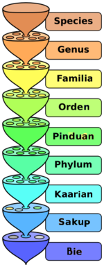 Deng miyayaliwang lebel o balitang ning sientipikung sistema ning pamitinduk-tinduk (scientific system of classification).