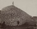 Image 1 Bison skull pile Photograph: Unknown; Restoration: Chick Bowen A pile of American bison skulls, waiting to be ground for fertilizer; a man stands atop the pile, with another in front of it. Bison, long a staple of Plains Indian tribal culture, were aggressively hunted by European settlers in the United States, nearly leading to the extinction of the species. More selected pictures