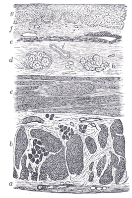 a. наружная фиброзная оболочка b. продольные мышечные волокна c. поперечные мышечные волокна d. подслизистый слой e. мышечная пластинка f. слизистая оболочка с сосудами и частью лимфатического узла g. многослойный неороговевающий эпителий h. железы i. протоки желёз m’. поперечно-полосатая мышечная ткань (поперечный разрез)