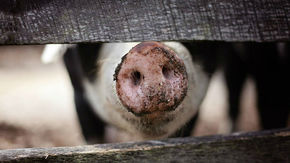 a pig nose poking through a fence
