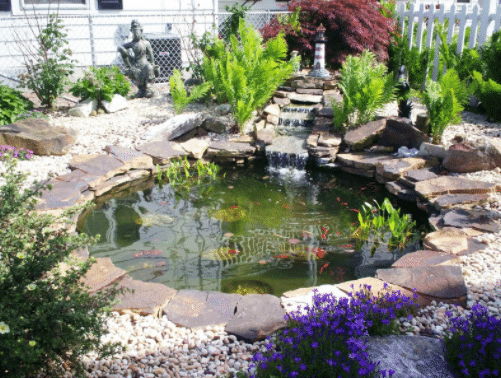 What Types of Fish Should You Consider for Your Garden Pond : Woman of Many  Roles