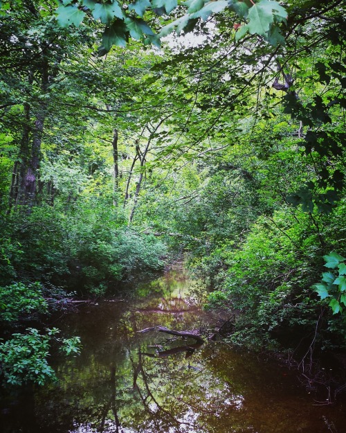 silvaris:
“ 🍃 Serene waters at a woodland creek
~* My Instagram *~ | ~* My Etsy Shop *~
”