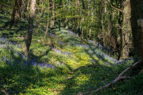 silvaris:
“ Bluebells in the woods by Olivier Lefeivre
”