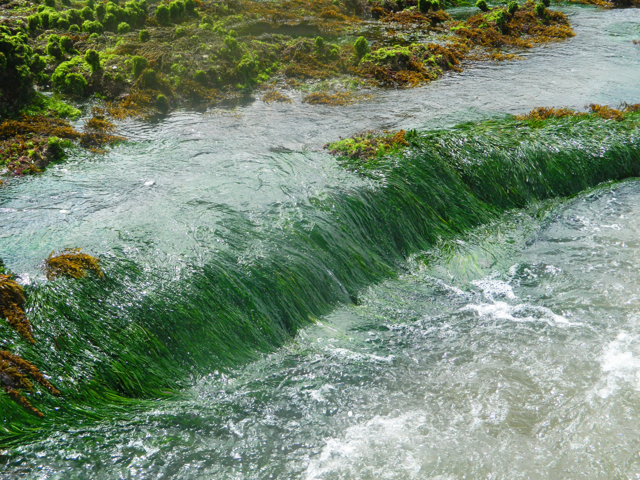 naturenymph69:
“water flowing over moss covered rocks
”