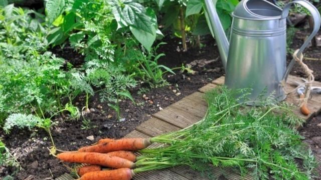 Что можно посадить после моркови