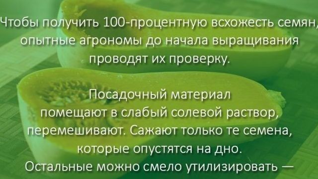 Полезные свойства тыквы баттернат или мускатной тыквы