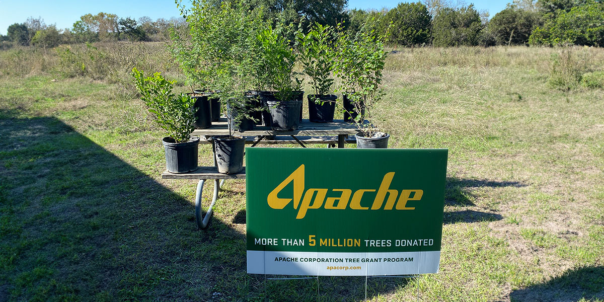 Trees Breathe New Life into Texas State Parks