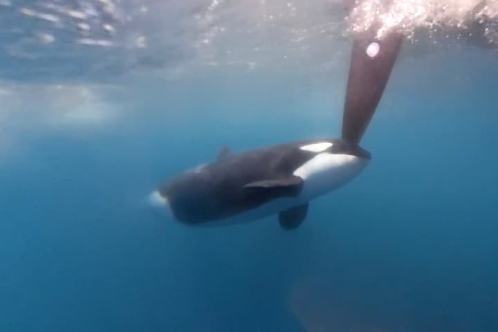 This orca gave a team competing in The Ocean Race a scare
