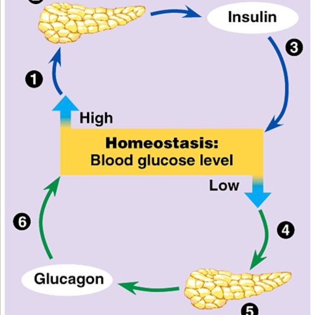 Инсулин и глюкагон функции. Инсулин и глюкагон. Инсулин глюкагон соматостатин. Homeostasis. Инсулин и свободные жирные кислоты.