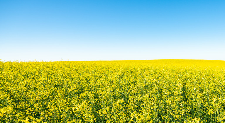 Blue and yellow field