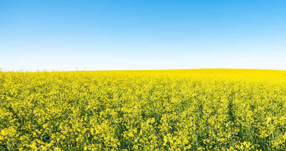 Blue and yellow field