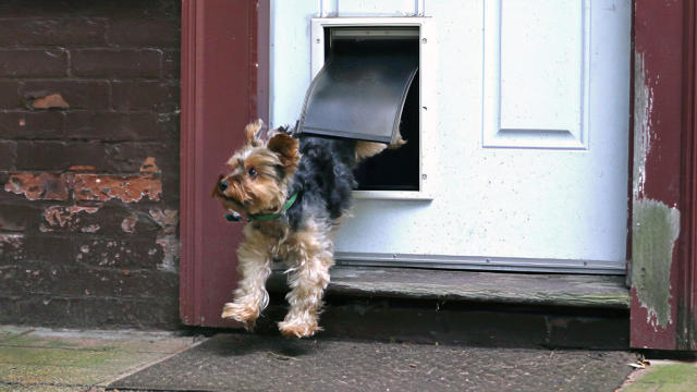 Doggy Door in Rhode Island 