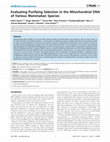 Research paper thumbnail of Evaluating Purifying Selection in the Mitochondrial DNA of Various Mammalian Species